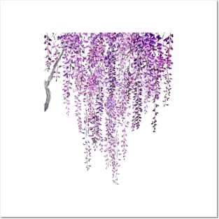 purple wisteria in bloom Posters and Art